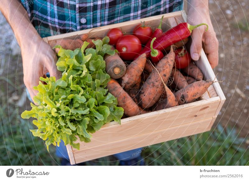 Gemüsekiste tragen Lebensmittel Salat Salatbeilage Bioprodukte Vegetarische Ernährung Gesundheit Gesunde Ernährung Landwirtschaft Forstwirtschaft Mann