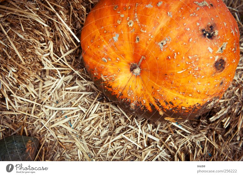 Strohwitwer Lebensmittel Gemüse Bioprodukte Vegetarische Ernährung Dekoration & Verzierung Feste & Feiern Halloween Herbst dick groß natürlich niedlich rund