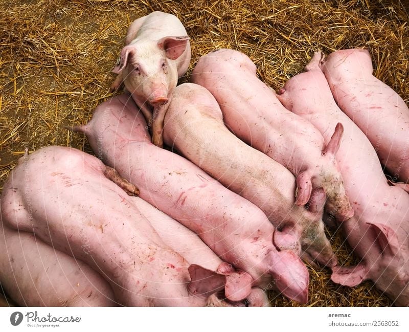Schweine im Stall Tier Nutztier Heu Stroh Tiergruppe Fressen füttern rosa Fleisch Bauernhof Tierzucht Farbfoto Außenaufnahme Luftaufnahme Tag Tierporträt