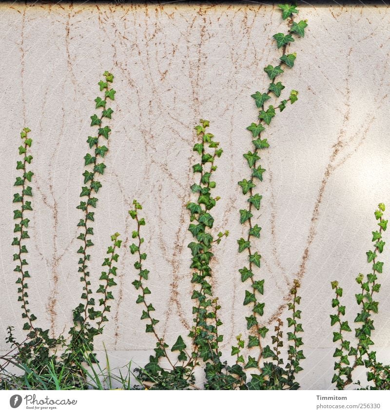Grün mit Wachstumsbremse Pflanze Efeu Haus Mauer Wand Beton ästhetisch natürlich grün weiß anstrengen Klettern hoch Spuren Farbfoto Gedeckte Farben