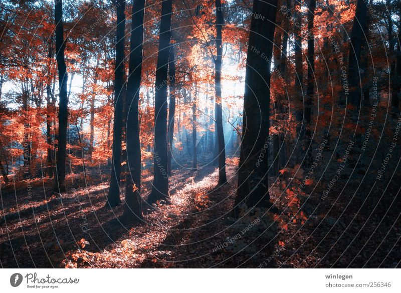 schein Natur Landschaft Pflanze Sonne Sonnenaufgang Sonnenuntergang Sonnenlicht Herbst Baum Blatt Wald Park rot schwarz weiß Herbstwald Herbstlaub herbstlich