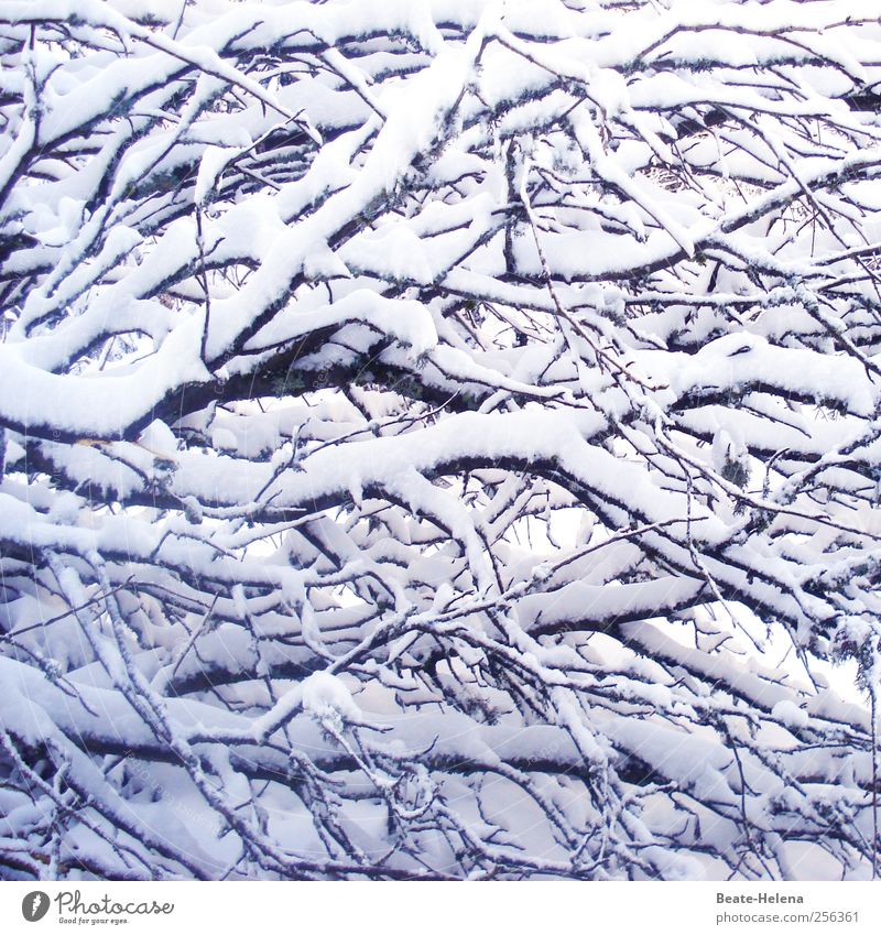 Schneegeästel Natur Pflanze Winter Eis Frost Schneefall Baum Wald frieren dehydrieren warten außergewöhnlich frisch glänzend kalt schwarz weiß ästhetisch
