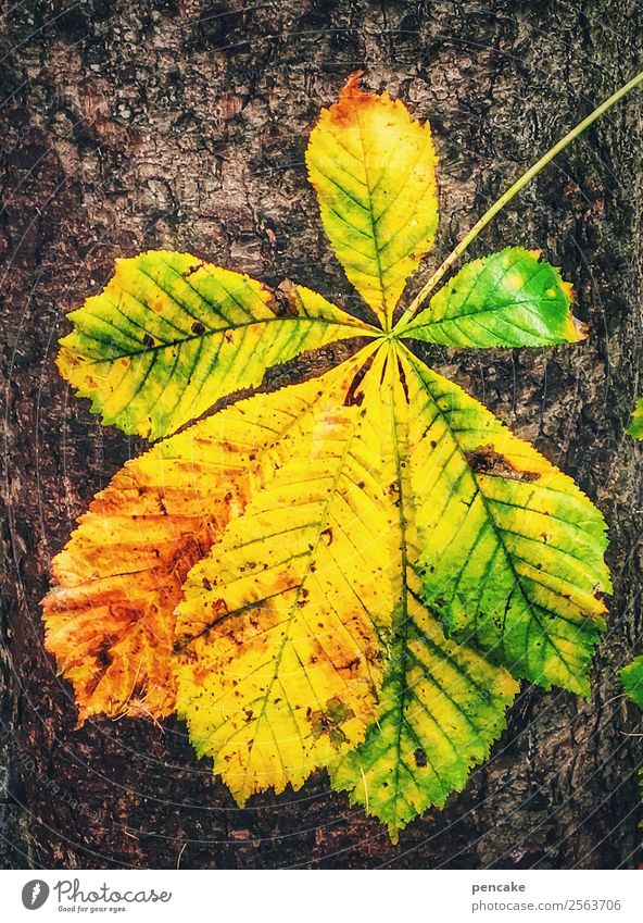 blattgold Natur Herbst Baum Blatt authentisch Fröhlichkeit schön Wärme mehrfarbig gelb Kastanienblatt Herbstfärbung Abschied grell Farbfoto Außenaufnahme Muster