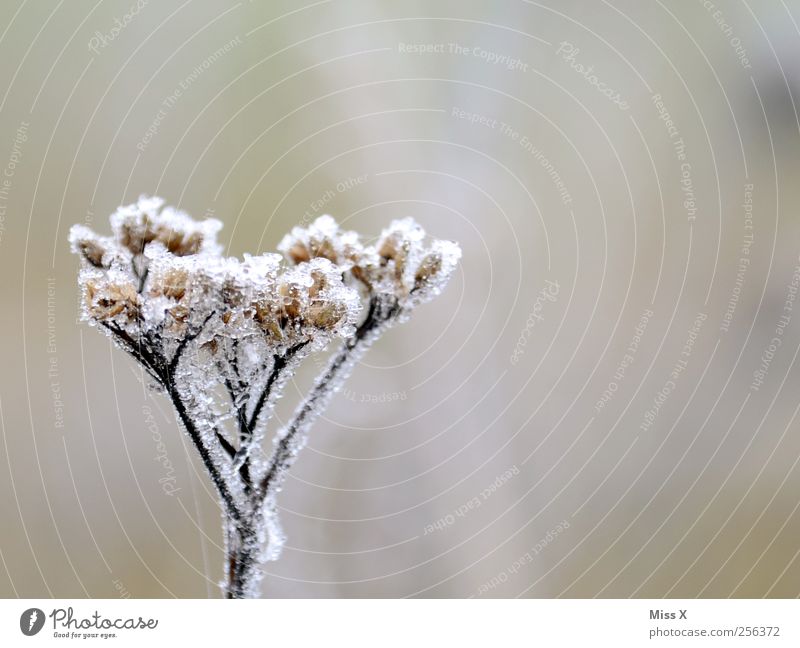Eiskalt Natur Pflanze Winter schlechtes Wetter Frost Blume Blüte kaputt Vergänglichkeit Raureif Farbfoto Gedeckte Farben Außenaufnahme Nahaufnahme