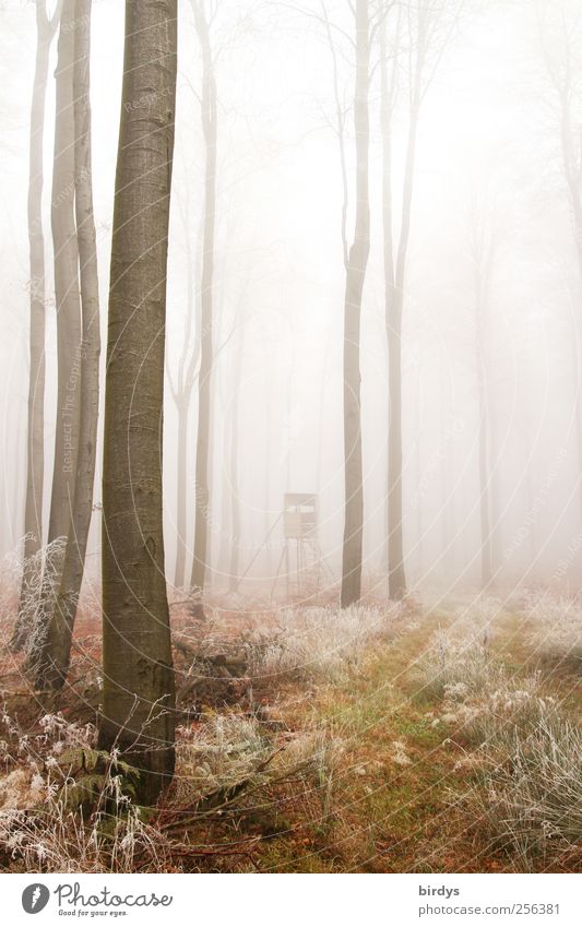 Hochsitzpirsch Natur Herbst Nebel Eis Frost Baum Wald außergewöhnlich hoch natürlich Romantik friedlich ruhig Frieden Surrealismus Umwelt Wandel & Veränderung