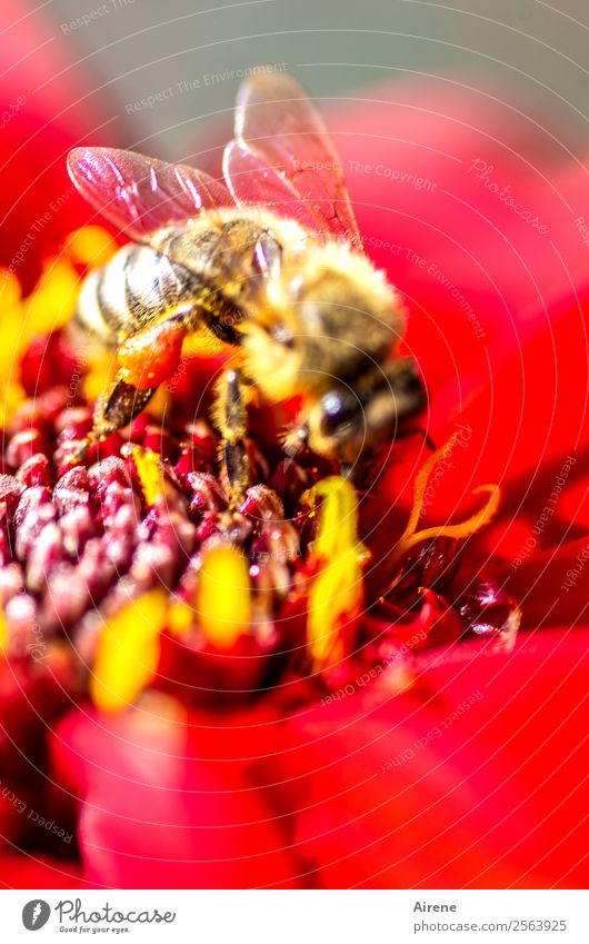 Biene bei der Ernte Pflanze Blume Dahlien Tier 1 Arbeit & Erwerbstätigkeit Fressen genießen krabbeln Freundlichkeit nachhaltig natürlich niedlich gelb rot