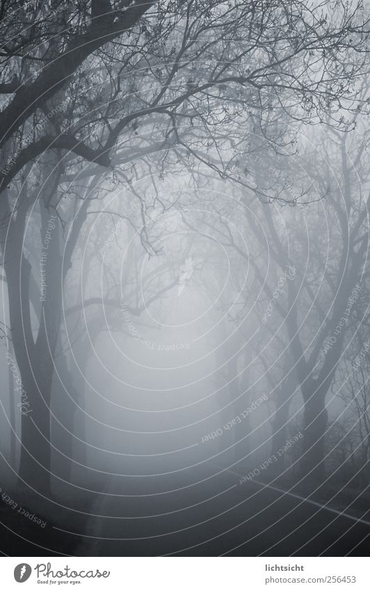 Zum Ende der Welt Landschaft Herbst Winter Wetter schlechtes Wetter Nebel Baum Straßenverkehr Autofahren Wege & Pfade grau unheimlich Landstraße Allee Nebelwald