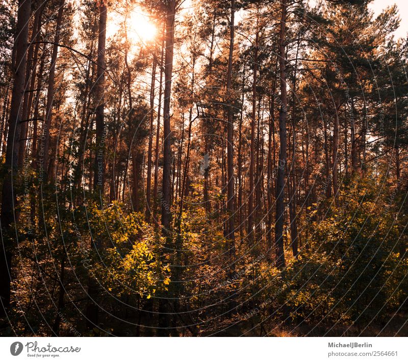 Wald im Herbst Natur Sonnenlicht Wetter Baum braun rot Frieden ruhig Umwelt Bäume Herbstfarben Quadrat Gegenlicht Sonnenstrahlen Farbfoto Außenaufnahme Tag