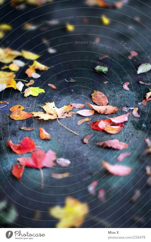 letztes Herbstbild Blatt Straße mehrfarbig Herbstlaub herbstlich Ahornblatt Bürgersteig Rutschgefahr Farbfoto Außenaufnahme Muster Menschenleer