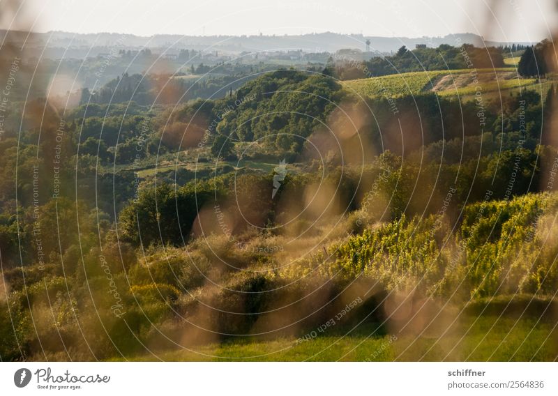 Streifzug durch die Toskana I Umwelt Natur Landschaft Pflanze Sommer Schönes Wetter Baum Gras Sträucher Wiese Feld Wald Hügel Wärme braun gold grün Italien