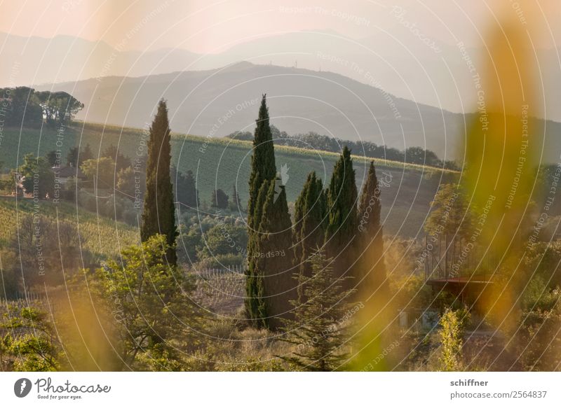Streifzug durch die Toskana III Umwelt Natur Landschaft Pflanze Sommer Schönes Wetter Baum Gras Sträucher Wiese Feld Wald Wärme braun gold grün Italien Pinie