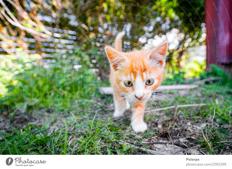 Süßes Kätzchen in orangefarbener Farbe, das im Garten spielt. Freude Glück schön Spielen Sommer Baby Freundschaft Natur Tier Gras Wiese Pelzmantel Haustier