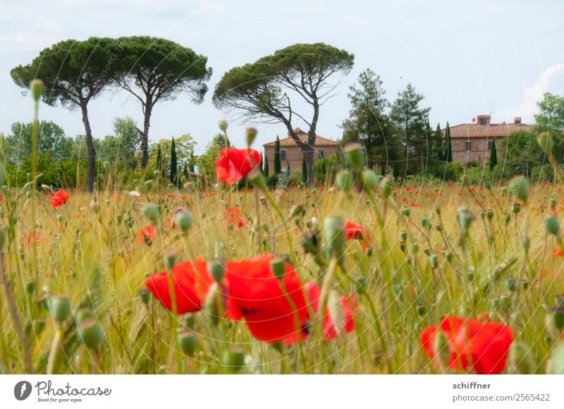 Mohnfeld in der Toskana Landschaft Pflanze Baum Nutzpflanze Feld Haus rot Italien Mohnblüte Mohnkapsel Mohnblatt Zypresse Pinie mediterran Außenaufnahme