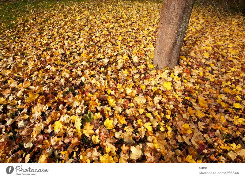 Holzfuß Umwelt Natur Pflanze Herbst Klima Wetter Schönes Wetter Baum Baumstamm authentisch herbstlich Herbstlaub Herbstfärbung Herbstbeginn Herbstwetter