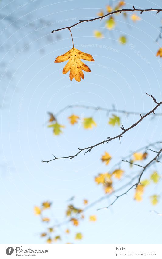 Sieben-Ender harmonisch Sinnesorgane ruhig Meditation Dekoration & Verzierung Umwelt Natur Pflanze Luft Himmel Wolkenloser Himmel Herbst Schönes Wetter