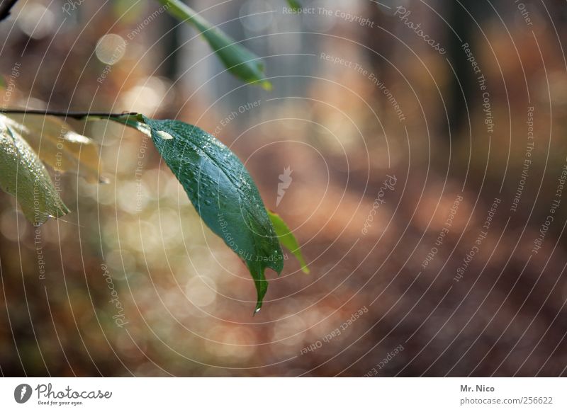 l'automne Umwelt Natur Wassertropfen Sommer Herbst Pflanze Sträucher Blatt Wald grün Grünpflanze Wachstum Vergänglichkeit herbstlich Waldlichtung Tau taufrisch