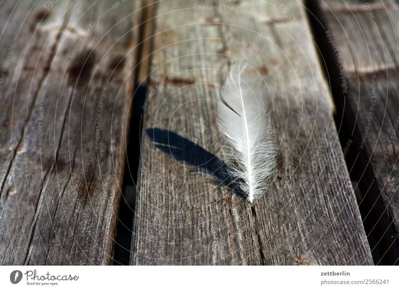 Möwenfeder Feder Vogel Daunen weiß Faser Holz Tisch Holztisch verwittert Strukturen & Formen Maserung Holzfaser Holzbrett Licht Schatten Menschenleer