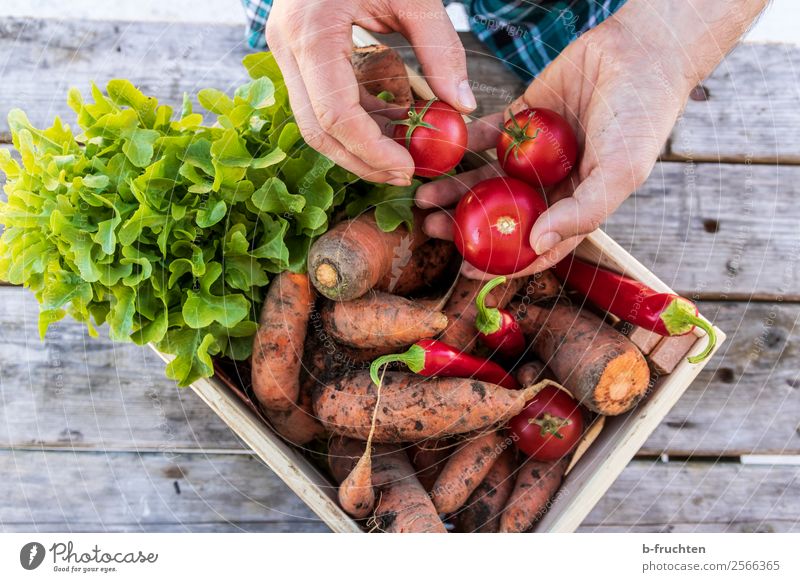Frisches Gemüse Lebensmittel Salat Salatbeilage Bioprodukte Vegetarische Ernährung Gesunde Ernährung Gartenarbeit Landwirtschaft Forstwirtschaft Mann Erwachsene
