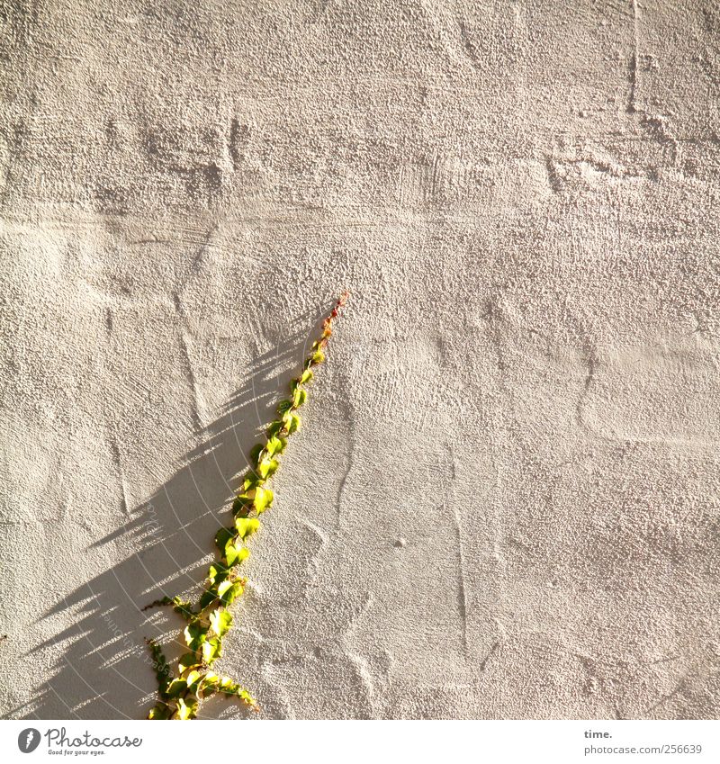 Nachschub | ChamanSülz Pflanze Efeu ästhetisch Kommunizieren Wachstum Wand klettern Sonnenlicht Schatten Oberfläche grün Putz Mauer Farbfoto Gedeckte Farben