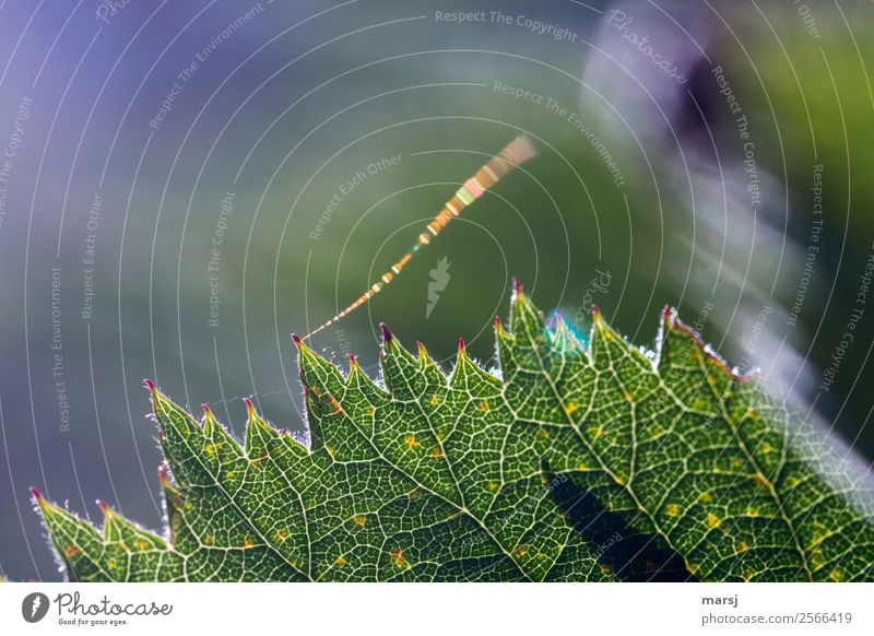 Brombeerblatt mit Zündschnur Natur Sommer Blatt Brombeerblätter Spinnennetz glänzend leuchten außergewöhnlich authentisch frisch einzigartig grün gezackt