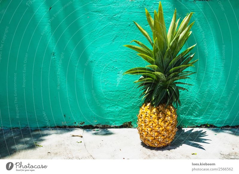 Huge Pineapple on turquoise wall with sunlight Lebensmittel Frucht exotisch Ferien & Urlaub & Reisen Tourismus Sommer Sommerurlaub Sonne Natur Mauer Wand saftig