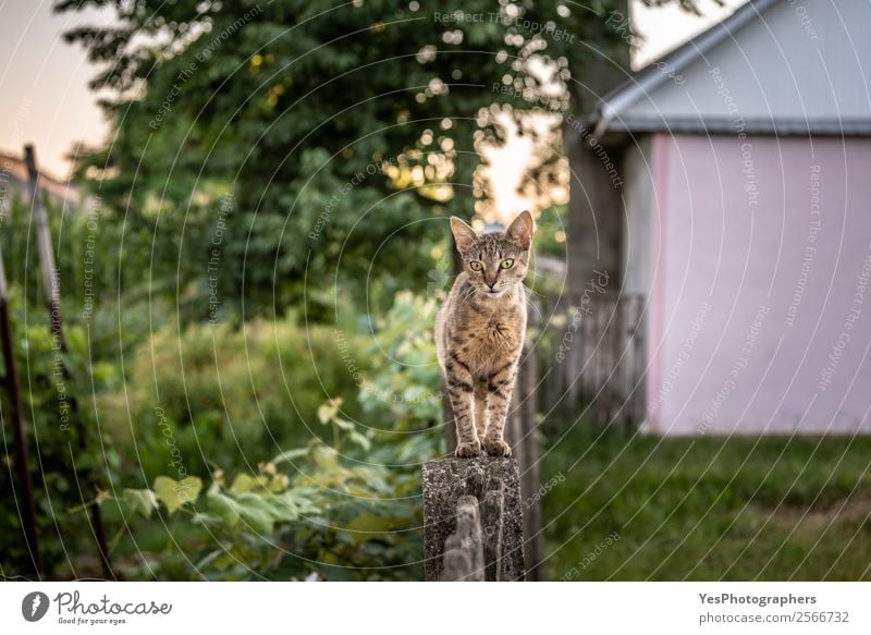 Neugierige Hauskatze, die auf einem Holzzaun im Hinterhof läuft. Garten Natur Tier Haustier Nutztier Katze Duft Freundlichkeit schleimig Aktion agil Tiere