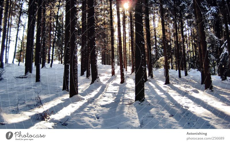 durch den Wald Umwelt Natur Landschaft Pflanze Sonne Sonnenlicht Winter Wetter Schönes Wetter Eis Frost Schnee Baum stehen hoch kalt schön Gegenlicht Baumstamm