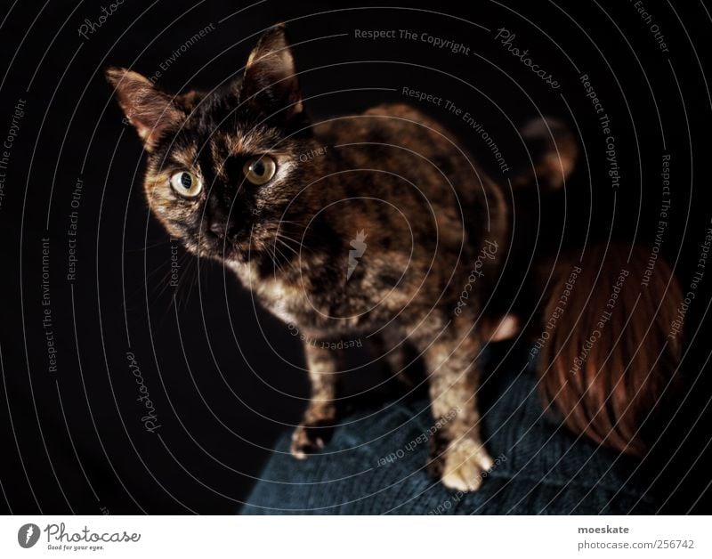 Was guckst du? Mensch Frau Erwachsene 1 Haustier Katze Tier ästhetisch trendy Neugier schön verrückt braun schwarz Abenteuer Stil Auge Gedeckte Farben