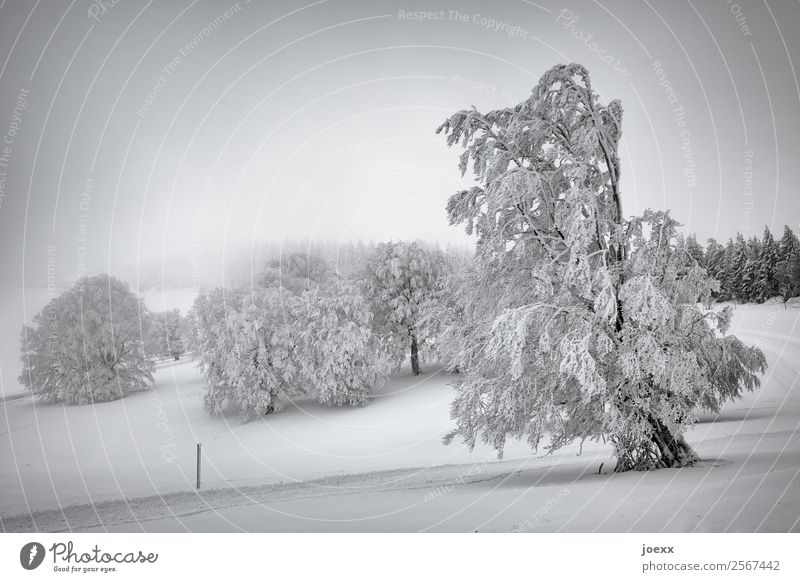 Verschneite Winterlandschaft mit schneebedeckten Bäumen, im Hintergrund Nebel Schneelandschaft Winterwald Winterstimmung Wintertag Natur Menschenleer Baum