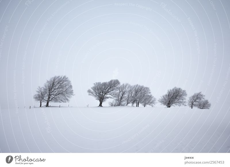 Vom Wind geformte kahle Bäume in diesiger Winterlandschaft weiß grau Gedeckte Farben Landschaft Baum Menschenleer Wintertag Winterstimmung Nebel