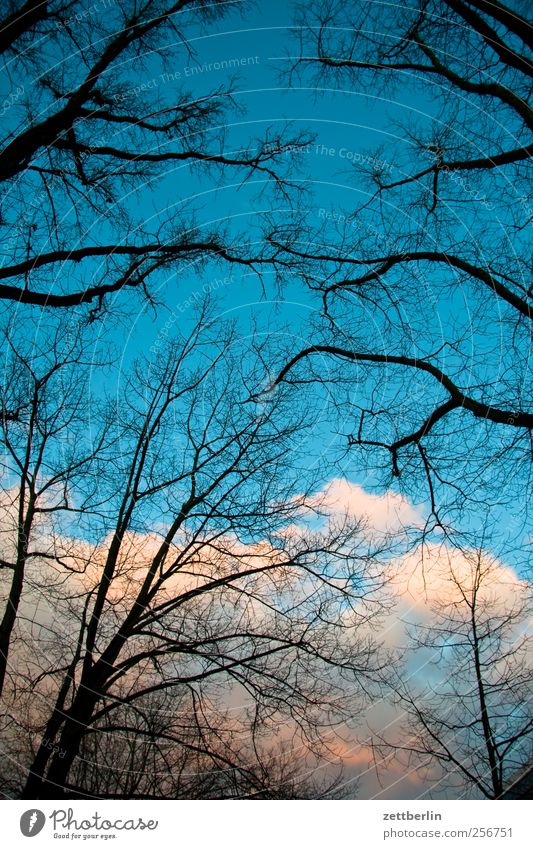Wetter schön Umwelt Natur Landschaft Himmel Wolken Herbst Winter Klima Klimawandel Schönes Wetter Baum Garten Park gut am Ast Laubbaum spaziergang wallroth