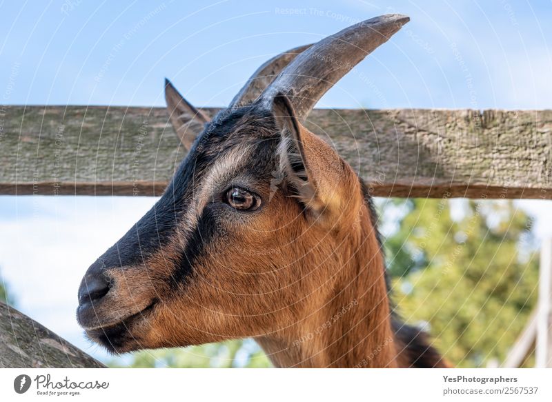 Süßes Ziegenporträt Tier Nutztier Tiergesicht 1 lustig niedlich braun reizvoll Ackerbau schwarze Streifen Haustier ausdrucksstarke Augen zart Hörner Viehbestand