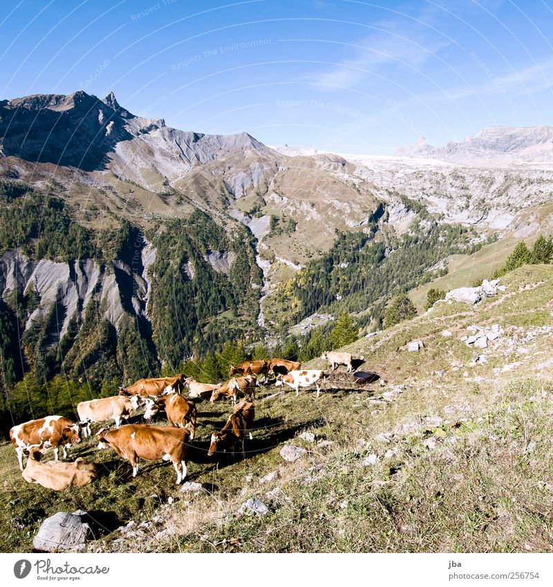 Gruppentreffen Fleisch Zufriedenheit ruhig Ausflug Sommer Berge u. Gebirge wandern Natur Himmel Herbst Schönes Wetter Gras Tanne Wald Alpen Gipfel Gletscher