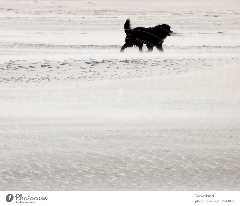 Spiekeroog | schwarz. Strand Sand Meer Wind wehen Hund groß Fell zerzaust weich Wärme gehen laufen Spaziergang trist Farblosigkeit grau Traurigkeit verloren