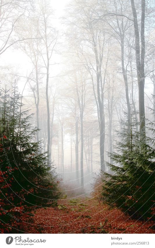 Tor zum Märchenwald Natur Pflanze Herbst Nebel Wald leuchten fantastisch Freundlichkeit natürlich positiv Romantik authentisch träumen ästhetisch einzigartig