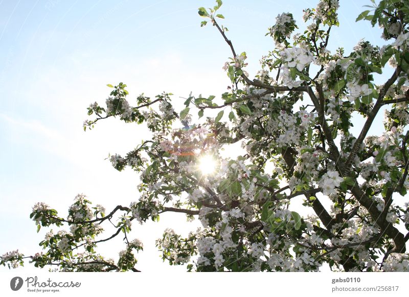 endlich frühling! Umwelt Natur Pflanze Himmel Wolkenloser Himmel Sonne Frühling Baum Blatt Blüte Garten Duft frei Kitsch schön stark blau braun grün weiß