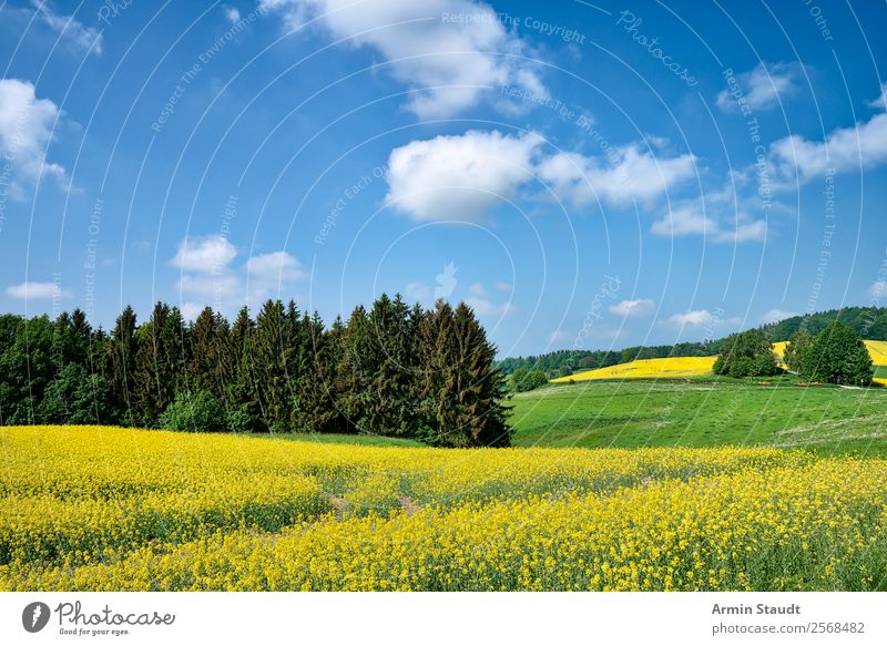 Landschaft mit Rapsfeld Ferien & Urlaub & Reisen Ausflug Ferne Freiheit Sommerurlaub Landwirtschaft Forstwirtschaft Umwelt Natur Pflanze Himmel Wolken Frühling
