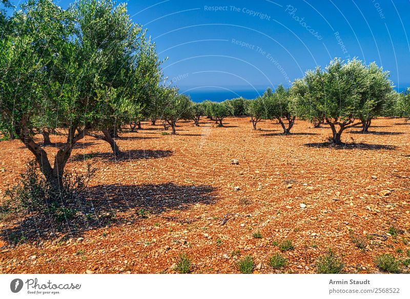 Olivenbäume Ferien & Urlaub & Reisen Sommerurlaub Umwelt Natur Landschaft Erde Wolkenloser Himmel Klimawandel Schönes Wetter Olivenhain Meer trist trocken Farbe