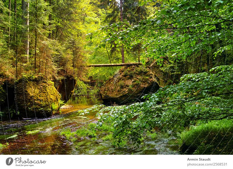 Sächsische Schweiz, Urwald Lifestyle Leben harmonisch Wohlgefühl Zufriedenheit Sinnesorgane Erholung ruhig Umwelt Natur Landschaft Urelemente Wasser Frühling
