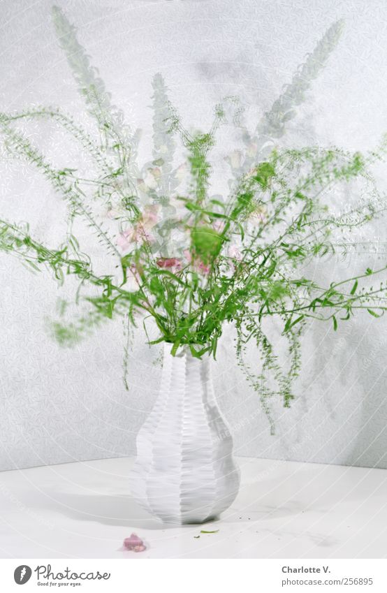 Blumenstrauß Pflanze Vase Blumenvase Porzellanvase Bewegung Blühend stehen Tanzen verblüht ästhetisch elegant frisch grün rosa weiß Leben bizarr