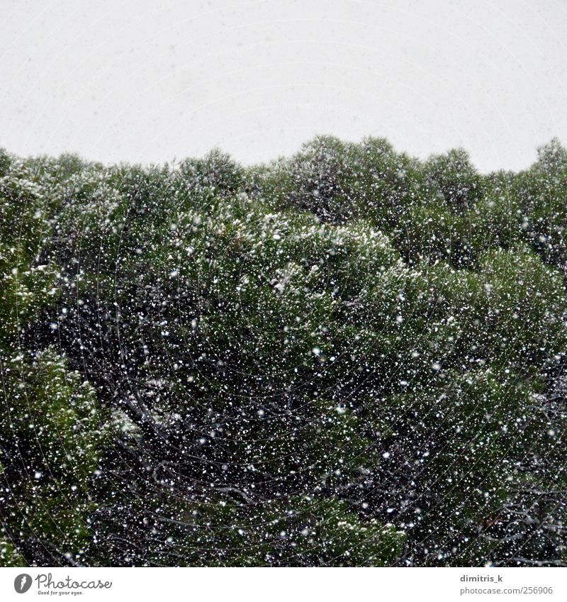 Schneesturm im Wald ruhig Winter Umwelt Natur Landschaft Pflanze Wetter Unwetter Eis Frost Schneefall Baum träumen kalt weiß Stimmung Gelassenheit Surrealismus