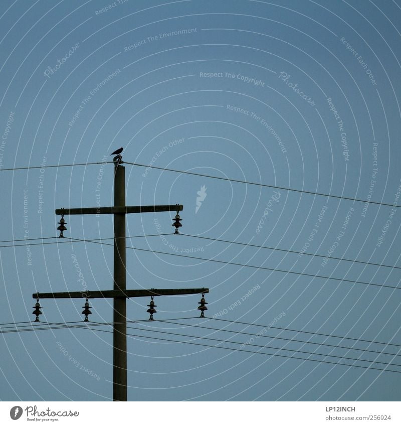 Mastvogel Kabel Technik & Technologie Energiewirtschaft Tier Vogel 1 kalt Strommast Elektrizität Farbfoto Außenaufnahme Menschenleer Textfreiraum oben Tag