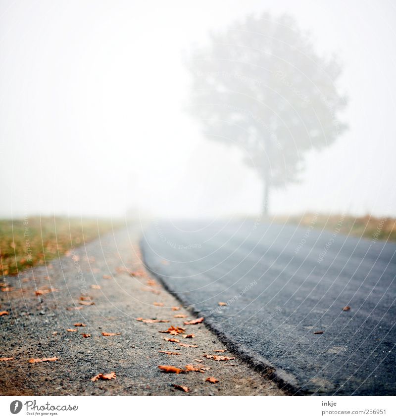 road to nowhere Umwelt Natur Himmel Herbst Klima schlechtes Wetter Nebel Baum Blatt Wiese Stadtrand Menschenleer Verkehr Verkehrswege Straße Wege & Pfade