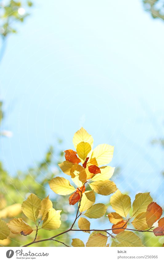 [Chamasülz 2011]...aus der Mitte.. Umwelt Natur Pflanze Luft Himmel Wolkenloser Himmel Herbst Schönes Wetter Baum dehydrieren Wärme blau gelb gold Herbstlaub