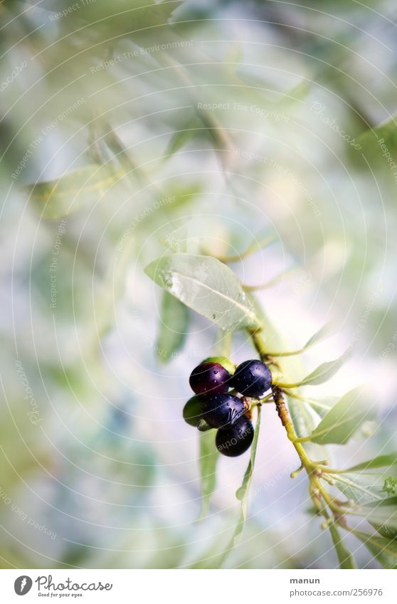 Oliven Lebensmittel Frucht Ernährung Bioprodukte Vegetarische Ernährung Natur Sommer Baum Blatt Nutzpflanze Zweige u. Äste Olivenbaum Olivenblatt mediterran