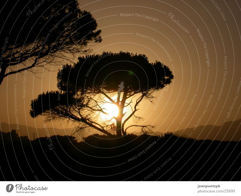 Sardischer Sonnenuntergang Sardinien Afrika Steppe Italien Baum Strand Ferien & Urlaub & Reisen Europa Abenddämmerung lucia