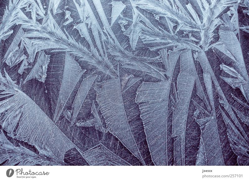 Eisfedern Winter Frost kalt schön schwarz weiß Eisblumen Eiskristall Farbfoto Gedeckte Farben Außenaufnahme Nahaufnahme Muster Strukturen & Formen Menschenleer