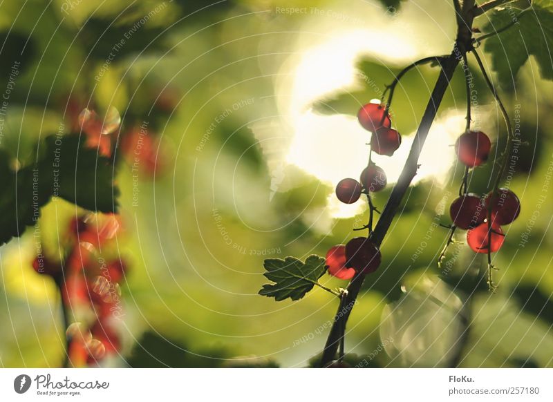 Wilde Johannisbeeren Lebensmittel Frucht Ernährung Bioprodukte Vegetarische Ernährung Umwelt Natur Pflanze Sonnenlicht Sommer Schönes Wetter Sträucher Blatt