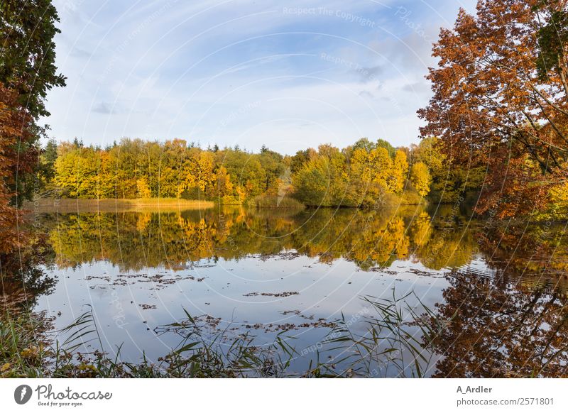 Herbststimmung Natur Landschaft Pflanze Wasser Himmel Schönes Wetter Wildpflanze Wald See Dorf Menschenleer blau braun gelb grün Ahlhorn Reflexion & Spiegelung