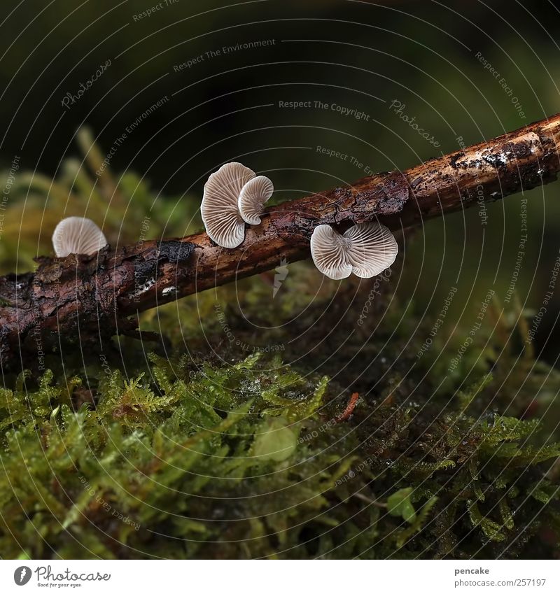 die kleinen dinge sind's Natur Pflanze Tier Erde Wassertropfen Regen Moos Pilz Baumpilze Milder Zwergknäueling schön Ast Tauwetter Makroaufnahme